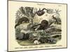 Mammals, C.1860-null-Mounted Giclee Print