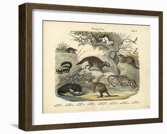 Mammals, C.1860-null-Framed Giclee Print