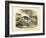 Mammals, C.1860-null-Framed Giclee Print