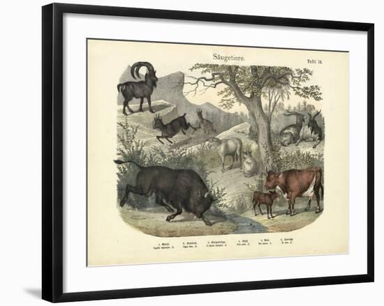 Mammals, C.1860-null-Framed Giclee Print