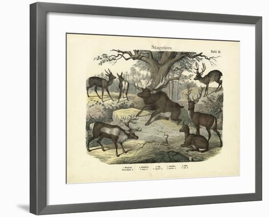 Mammals, C.1860-null-Framed Giclee Print