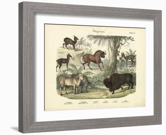 Mammals, C.1860-null-Framed Giclee Print