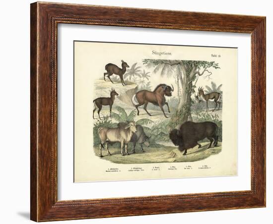 Mammals, C.1860-null-Framed Giclee Print