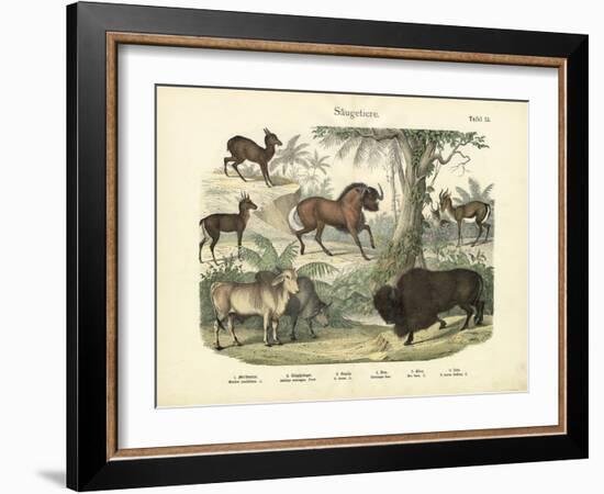 Mammals, C.1860-null-Framed Giclee Print