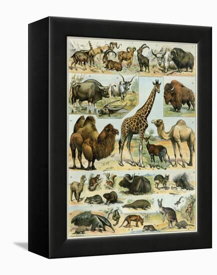 Mammals of Arid Regions-null-Framed Premier Image Canvas