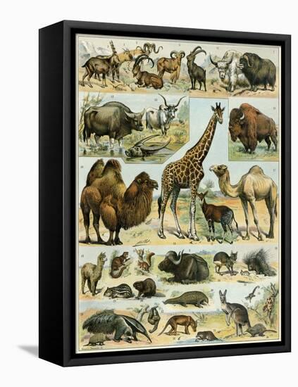 Mammals of Arid Regions-null-Framed Premier Image Canvas