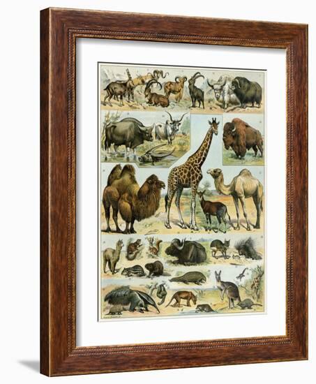 Mammals of Arid Regions-null-Framed Giclee Print