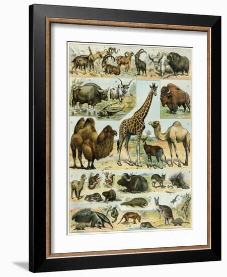 Mammals of Arid Regions-null-Framed Giclee Print