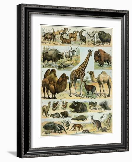 Mammals of Arid Regions-null-Framed Giclee Print