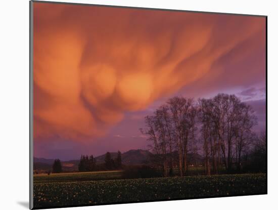 Mammatus Clouds in the Evening Light, Skagit Valley, Washington-null-Mounted Photographic Print