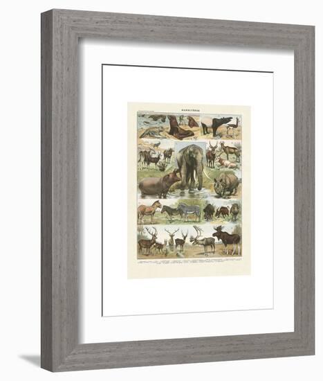 Mammiferes II-Adolphe Millot-Framed Art Print