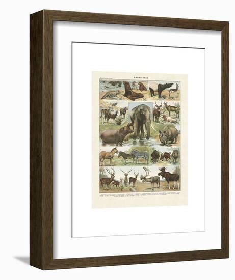 Mammiferes II-Adolphe Millot-Framed Art Print