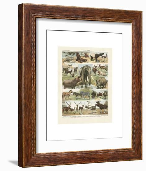 Mammiferes II-Adolphe Millot-Framed Art Print