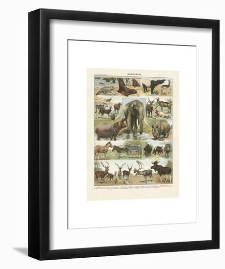 Mammiferes II-Adolphe Millot-Framed Art Print