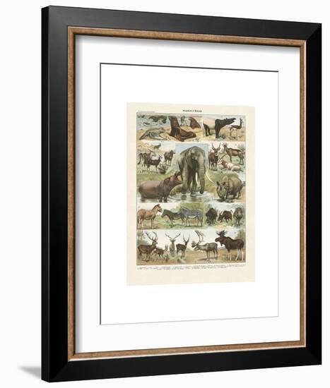 Mammiferes II-Adolphe Millot-Framed Art Print