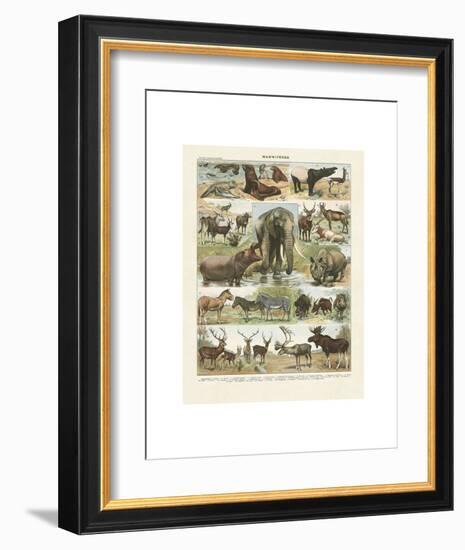 Mammiferes II-Adolphe Millot-Framed Art Print