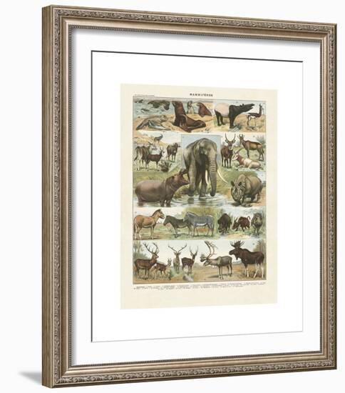 Mammiferes II-Adolphe Millot-Framed Giclee Print