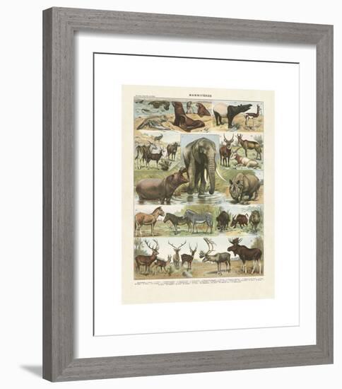 Mammiferes II-Adolphe Millot-Framed Giclee Print