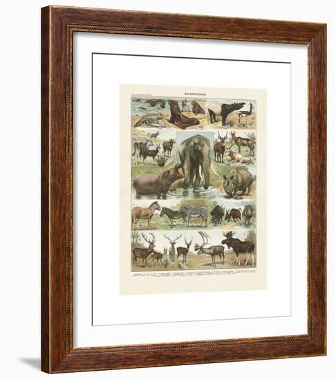 Mammiferes II-Adolphe Millot-Framed Giclee Print