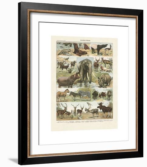 Mammiferes II-Adolphe Millot-Framed Giclee Print