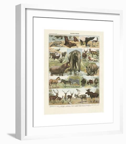 Mammiferes II-Adolphe Millot-Framed Giclee Print