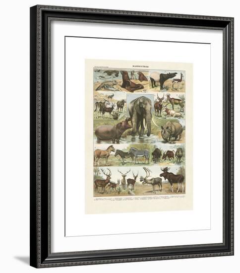 Mammiferes II-Adolphe Millot-Framed Giclee Print