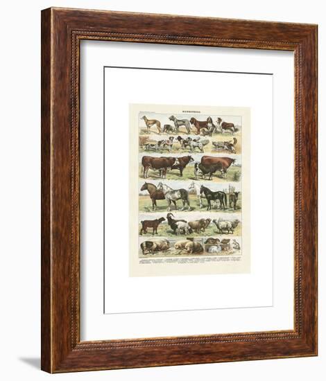 Mammiferes-Adolphe Millot-Framed Art Print