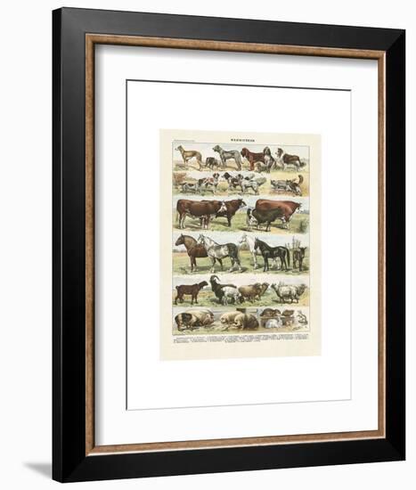 Mammiferes-Adolphe Millot-Framed Art Print