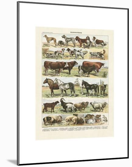 Mammiferes-Adolphe Millot-Mounted Art Print