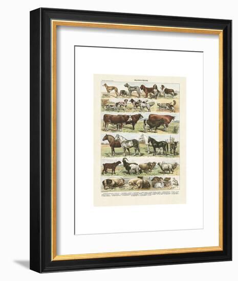 Mammiferes-Adolphe Millot-Framed Art Print