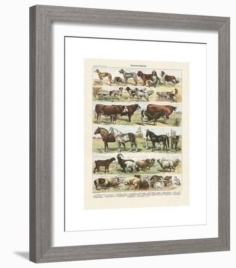 Mammiferes-Adolphe Millot-Framed Giclee Print