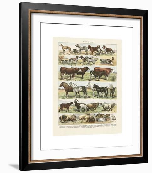 Mammiferes-Adolphe Millot-Framed Giclee Print