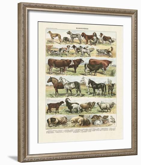 Mammiferes-Adolphe Millot-Framed Art Print