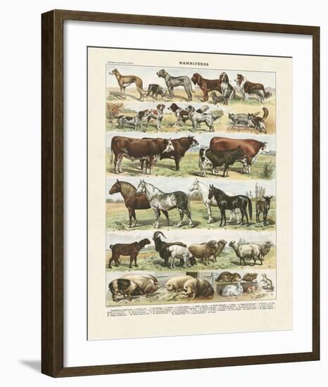 Mammiferes-Adolphe Millot-Framed Art Print