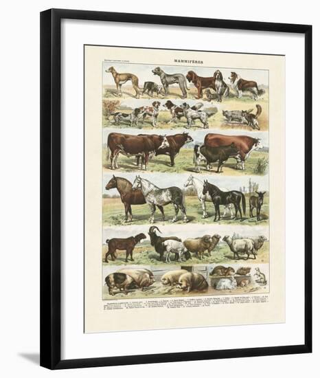 Mammiferes-Adolphe Millot-Framed Art Print