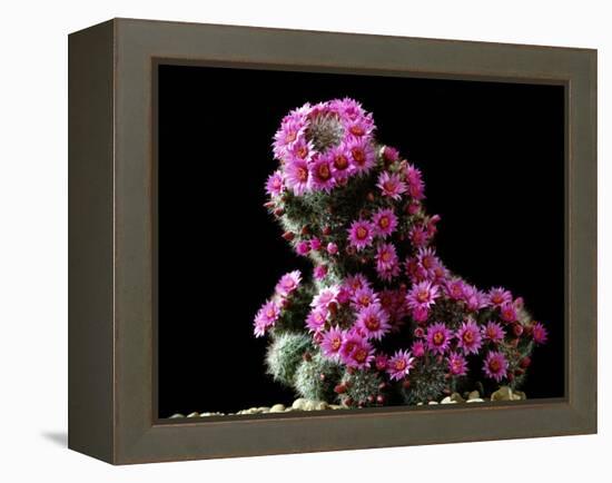 Mammillaria Zeilmanniana Flowers-Vaughan Fleming-Framed Premier Image Canvas