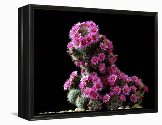 Mammillaria Zeilmanniana Flowers-Vaughan Fleming-Framed Premier Image Canvas
