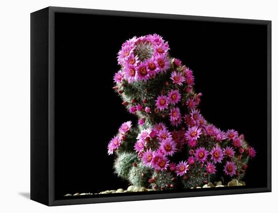 Mammillaria Zeilmanniana Flowers-Vaughan Fleming-Framed Premier Image Canvas