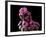 Mammillaria Zeilmanniana Flowers-Vaughan Fleming-Framed Photographic Print