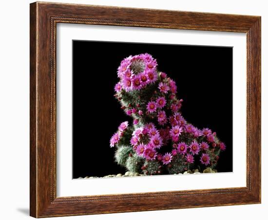 Mammillaria Zeilmanniana Flowers-Vaughan Fleming-Framed Photographic Print