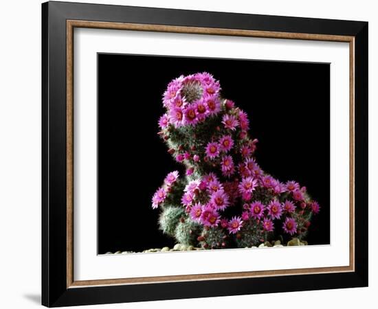 Mammillaria Zeilmanniana Flowers-Vaughan Fleming-Framed Photographic Print