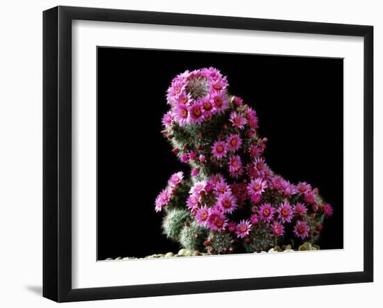 Mammillaria Zeilmanniana Flowers-Vaughan Fleming-Framed Photographic Print