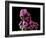 Mammillaria Zeilmanniana Flowers-Vaughan Fleming-Framed Photographic Print