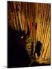 Mammoth Cave National Park, Kentucky, USA-Anna Miller-Mounted Photographic Print