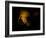 Mammoth Cave National Park, Kentucky, USA-Anna Miller-Framed Photographic Print