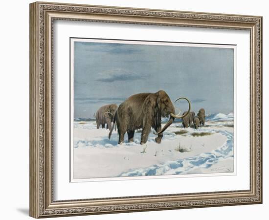 Mammoth Herd During the Ice Age-Wilhelm Kuhnert-Framed Art Print