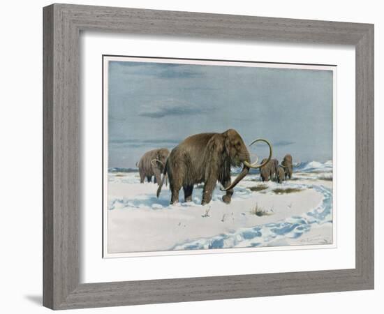 Mammoth Herd During the Ice Age-Wilhelm Kuhnert-Framed Art Print