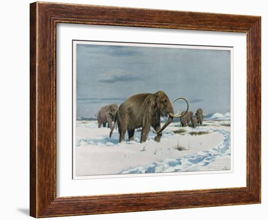 Mammoth Herd During the Ice Age-Wilhelm Kuhnert-Framed Art Print