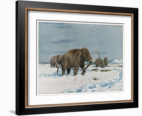 Mammoth Herd During the Ice Age-Wilhelm Kuhnert-Framed Art Print