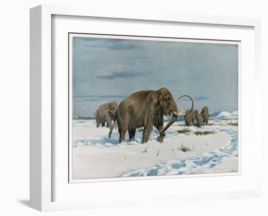 Mammoth Herd During the Ice Age-Wilhelm Kuhnert-Framed Art Print